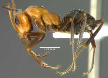 Media type: image; Entomology 34622   Aspect: habitus lateral view
